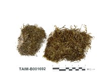 藏品(草苔屬)的圖片